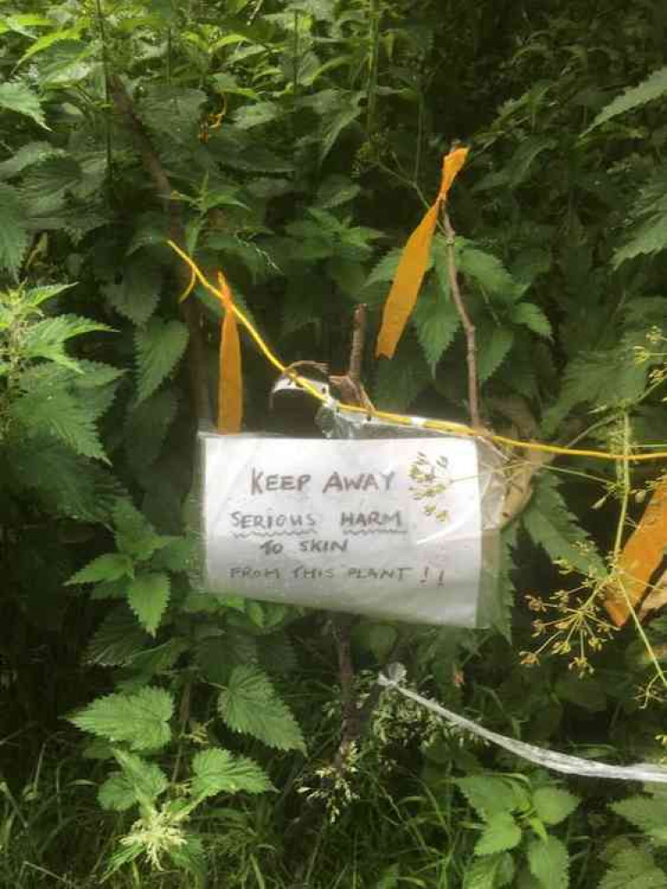 A sign has been placed warning against the giant hogweed plant.