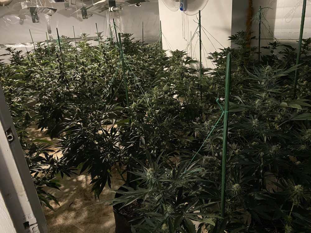 Police teams in Greenford, Northolt and Perivale worked together to uncover a cannabis factory in Ealing (Image: MPS Greenford Broadway)