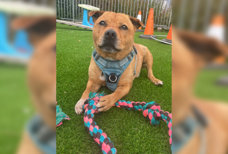 The male mutt has spent the better part of a year without a fur-ever home. (Image - RSPCA Crewe)