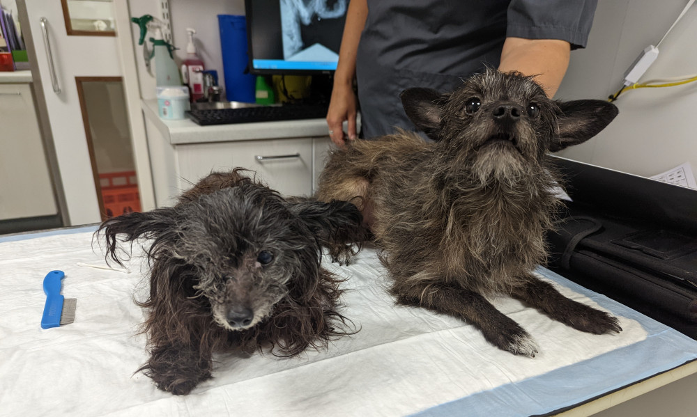 The unnamed dogs - thought to be family members - were lucky to be found alive on the hottest day of the year. The mum is on the left, and child on the right. (Image - RSPCA Macclesfield)