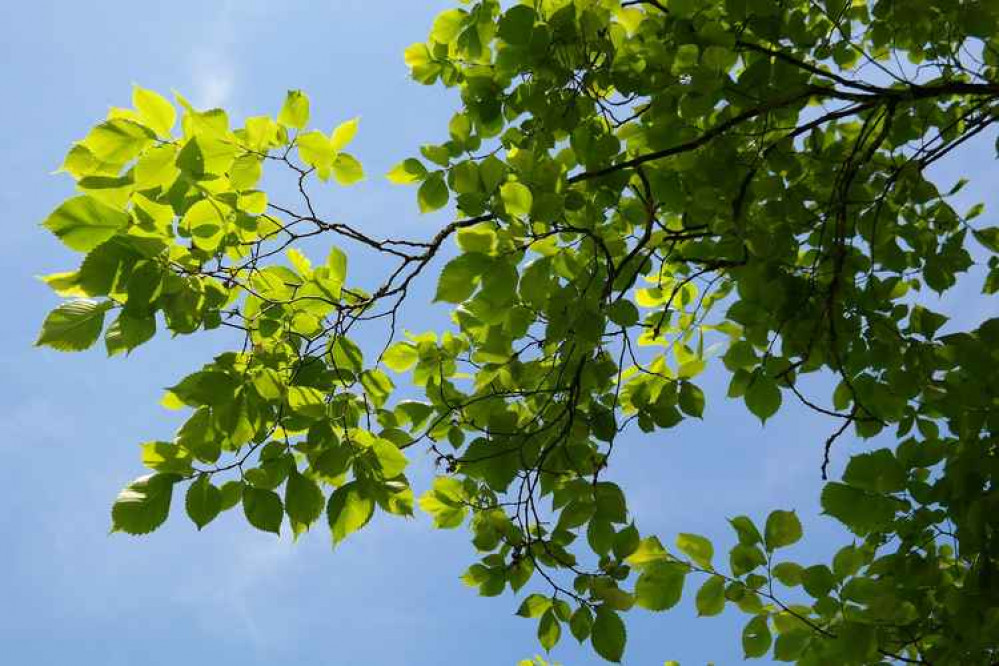 The British elm tree population was decimated by Dutch elm disease in the 1960s and 1970s