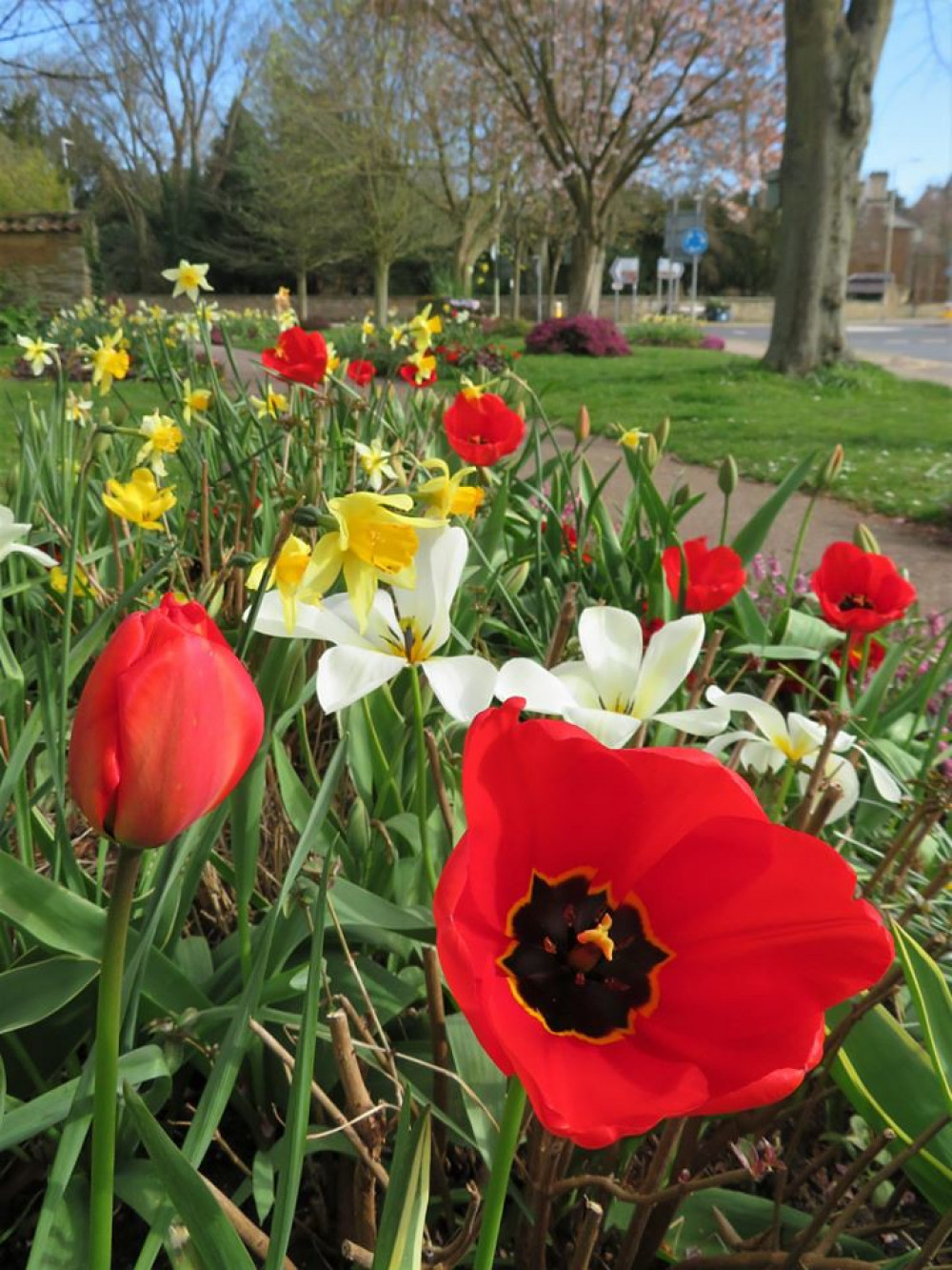 Oakham in Bloom daffodils and poppies (image courtesy of OiB)