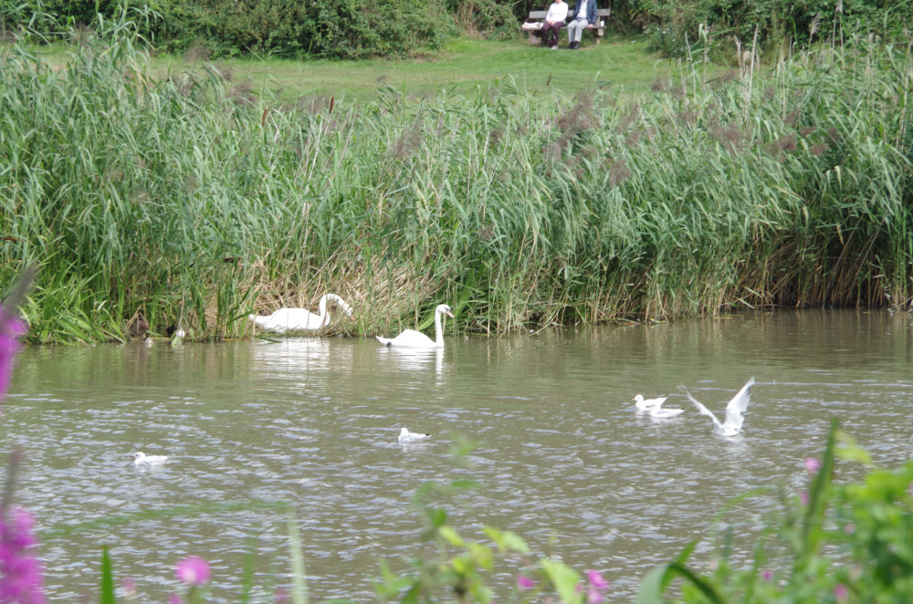 Cllr John Dearing said a long-term solution is needed for the lake in Abbey Fields (Image by Richard Smith)