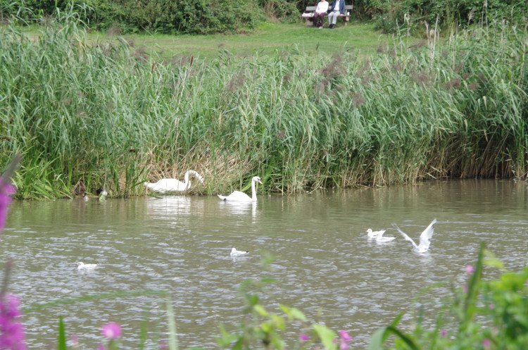 Cllr John Dearing said a long-term solution is needed for the lake in Abbey Fields (Image by Richard Smith)