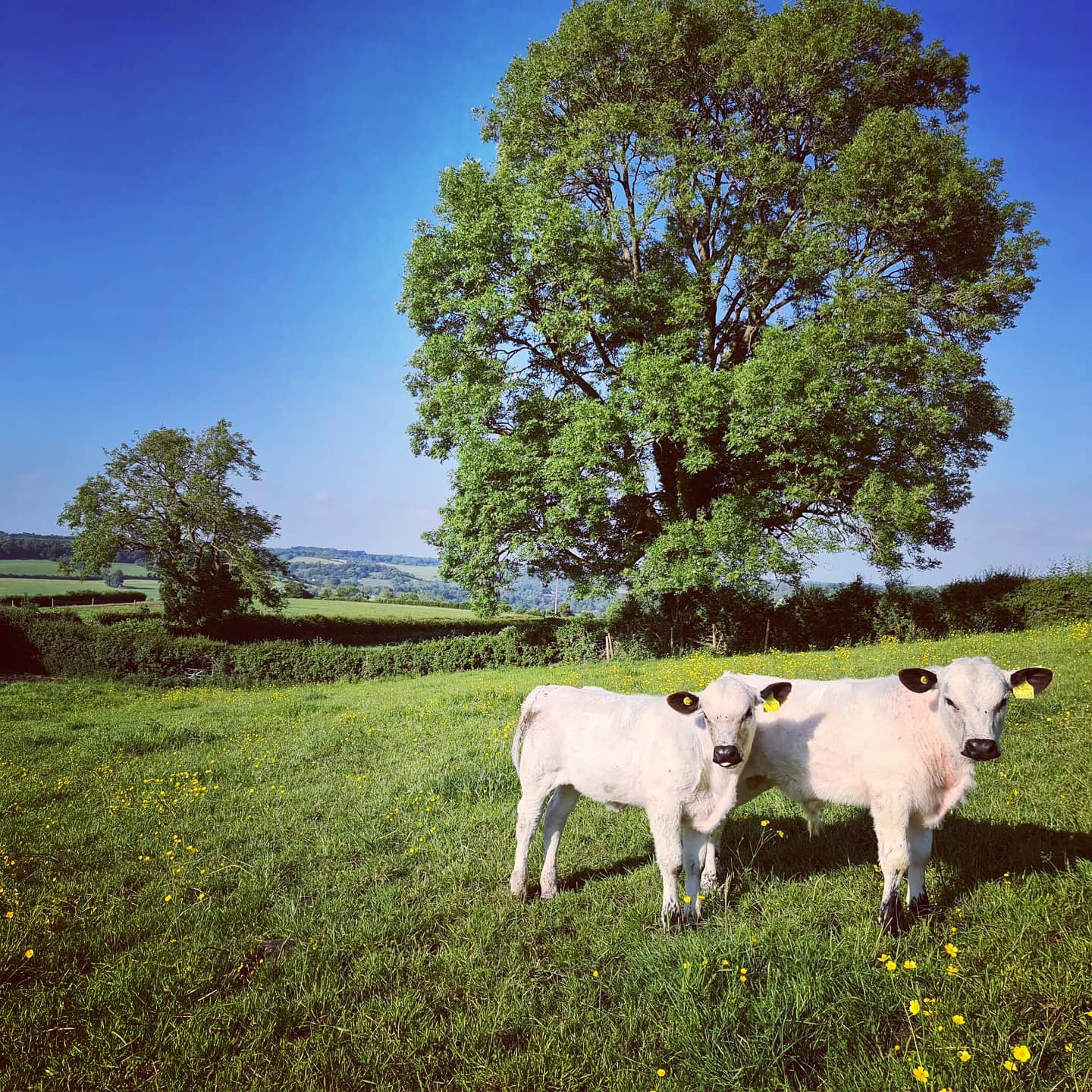 The family-run butchers is located on a farm near Peasedown St John