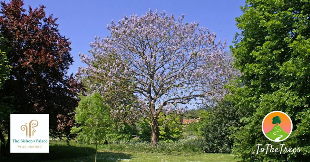 Tree walk