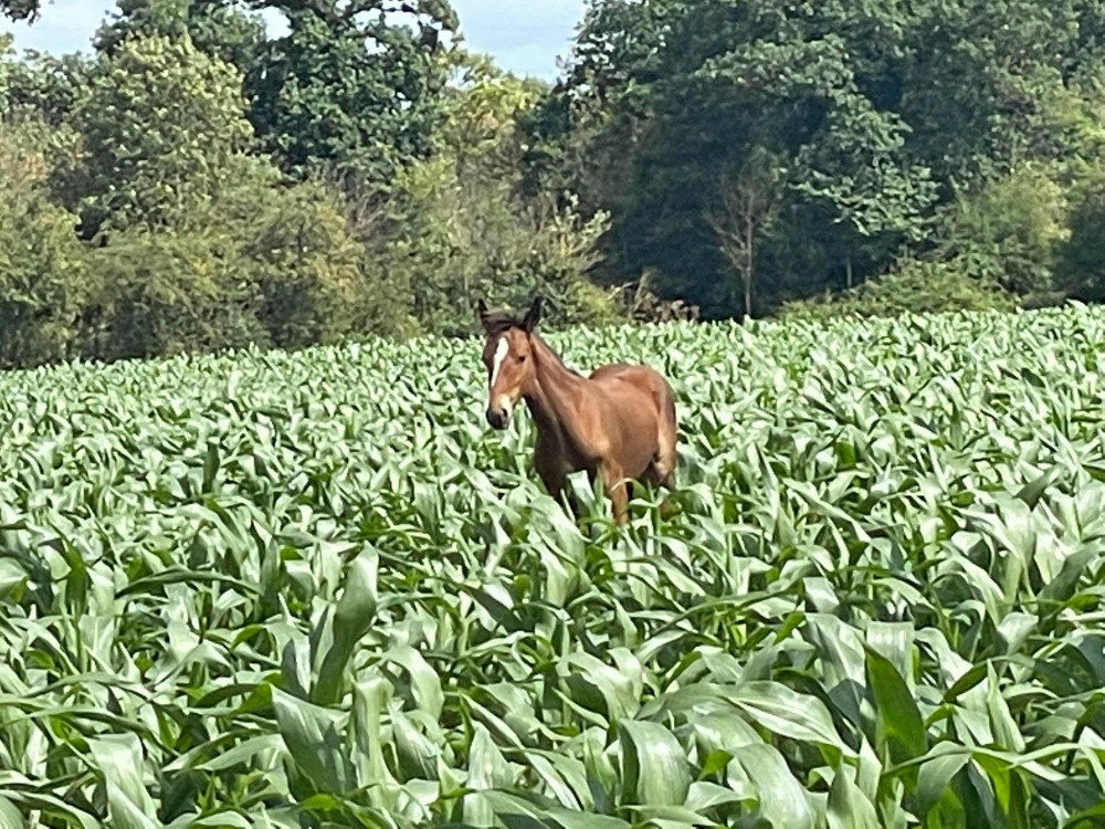 The foal loose in fields near Orsett.