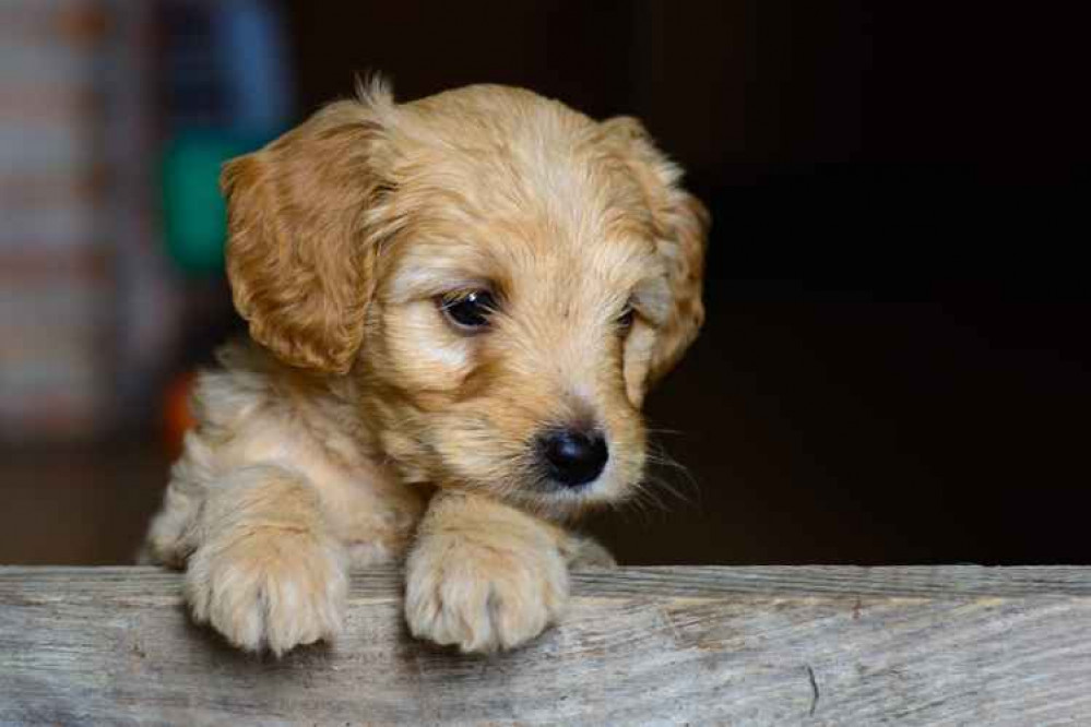 Houses have been burgled in Northwich, Alsager and Ashley, where puppies were stolen