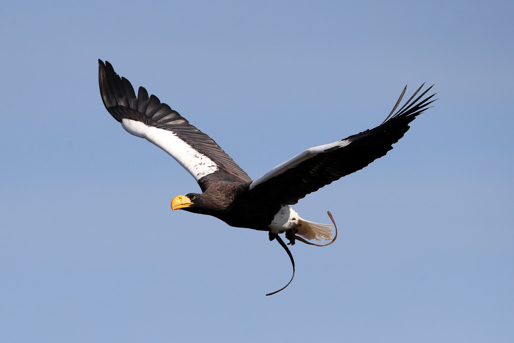 The eagle went missing on Friday, July 29 and has been spotted in a number of places across Warwickshire (image via Warwick Castle)