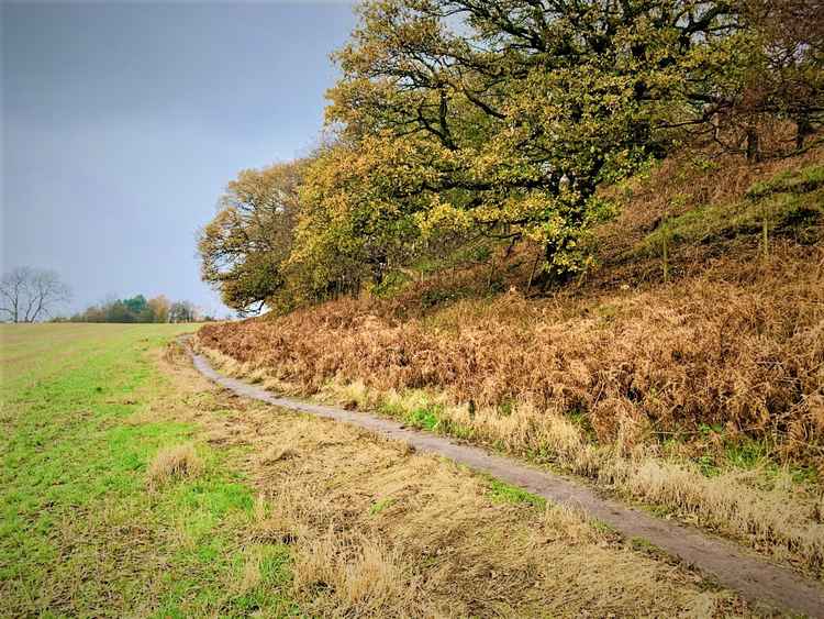 The woodland around Alvanley Cliff