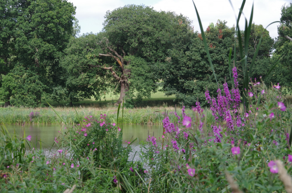 Multiple reports have been made of fish dying in Abbey Fields lake this summer (Image by Richard Smith)