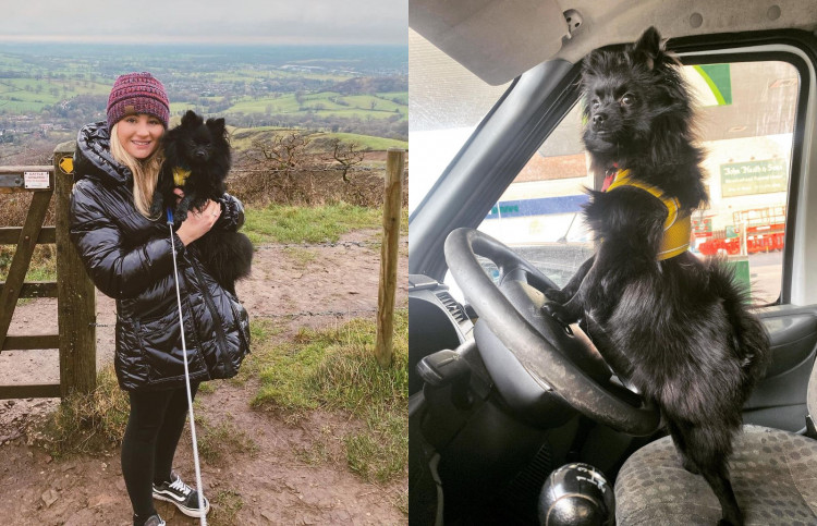 Loki at Tegg's Nose Country Park with Rosa Savage (left), and ready to go on a road trip (right). (Image - @loki_brown_the_pom)