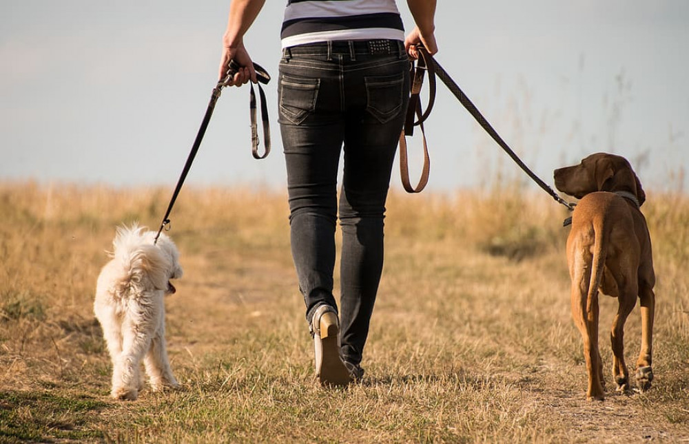 Solihull Metropolitan Borough Council has turned down plans to turn an agricultural field near Temple Balsall into a private dog walking space