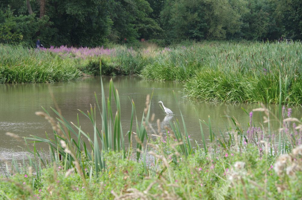 Multiple reports have been made of fish dying in Abbey Fields lake this summer (Image by Richard Smith)