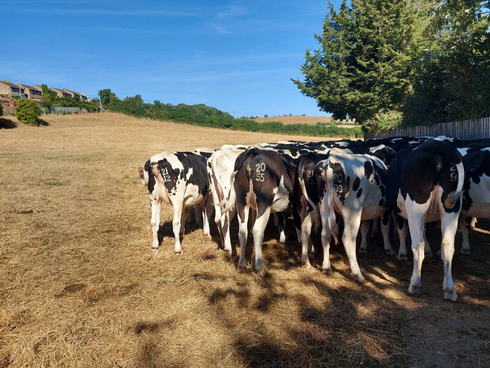 Follow the herd in Frome 