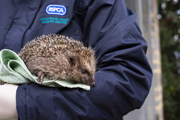The RSPCA is providing online tips on how to help hedgehogs in a bid to keep its national helpline free for emergencies 
