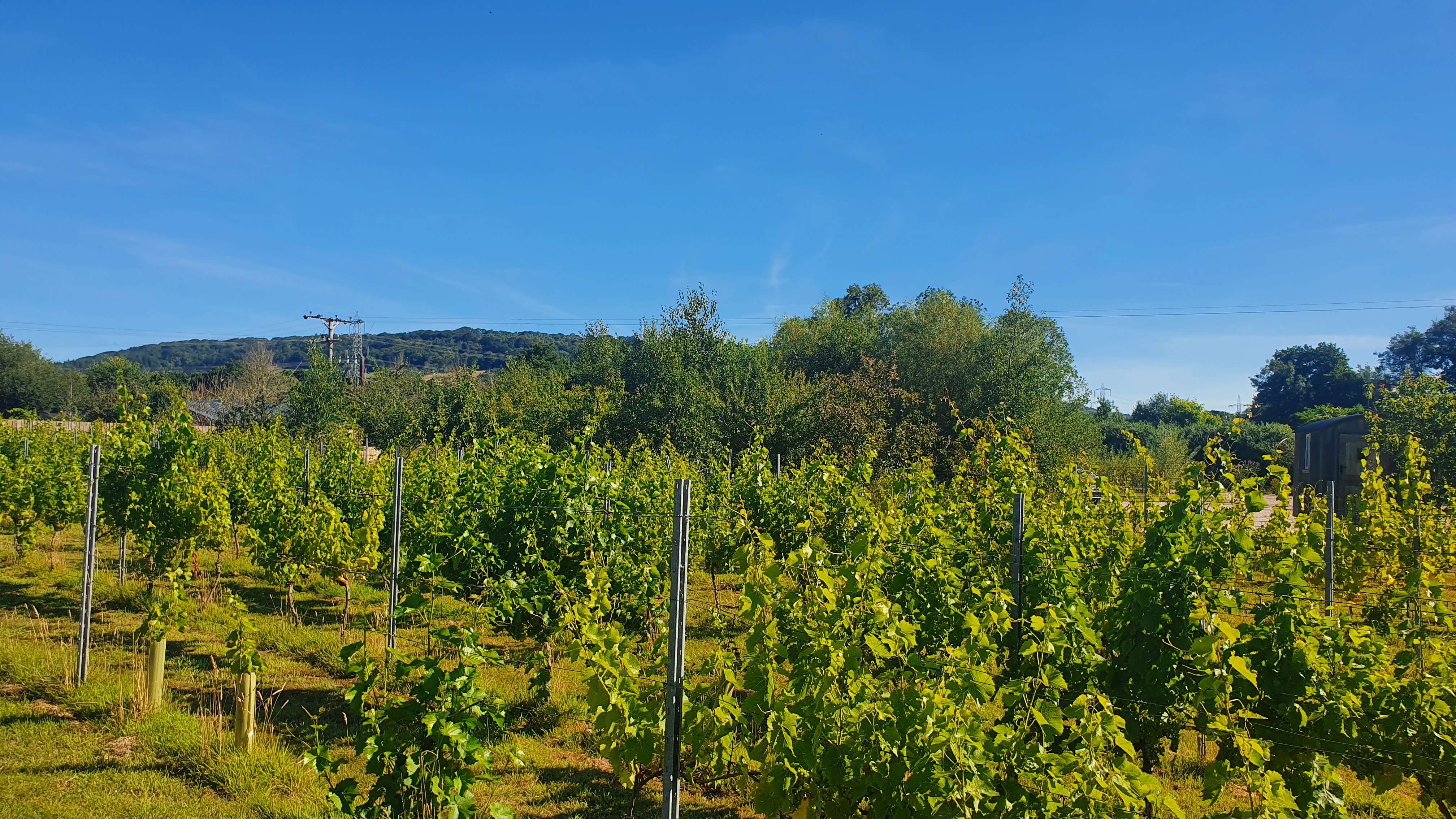 The vineyard at Heron Farm