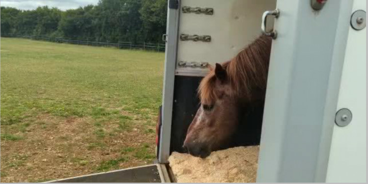 The ponies are being well cared for