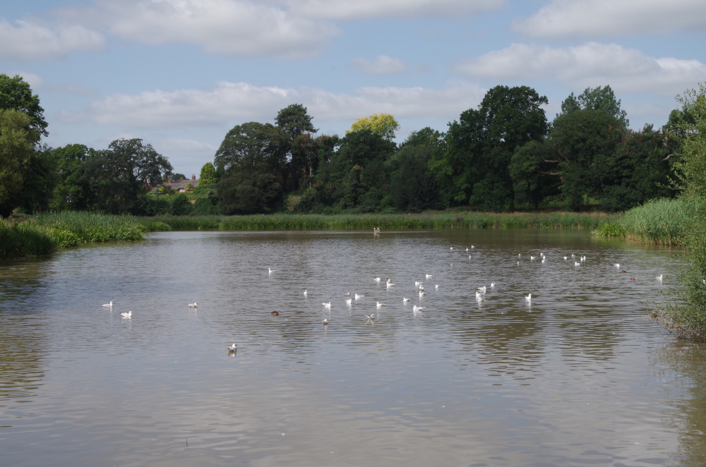 The council announced on Wednesday that it was filling Abbey Fields lake with water to keep the fish alive (image by Richard Smith)