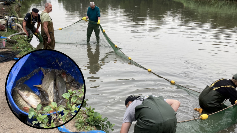 Live fish were removed from the lake starting yesterday and it is continuing today (image by Richard Smith)