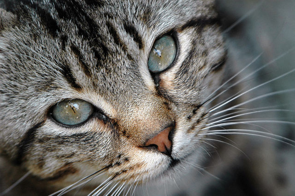 The RSPCA has revealed in 2021, there were 287 reports of cat cruelty in Cheshire alone (Wikimedia Commons).