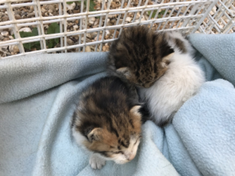 The kittens abandoned in Bath 