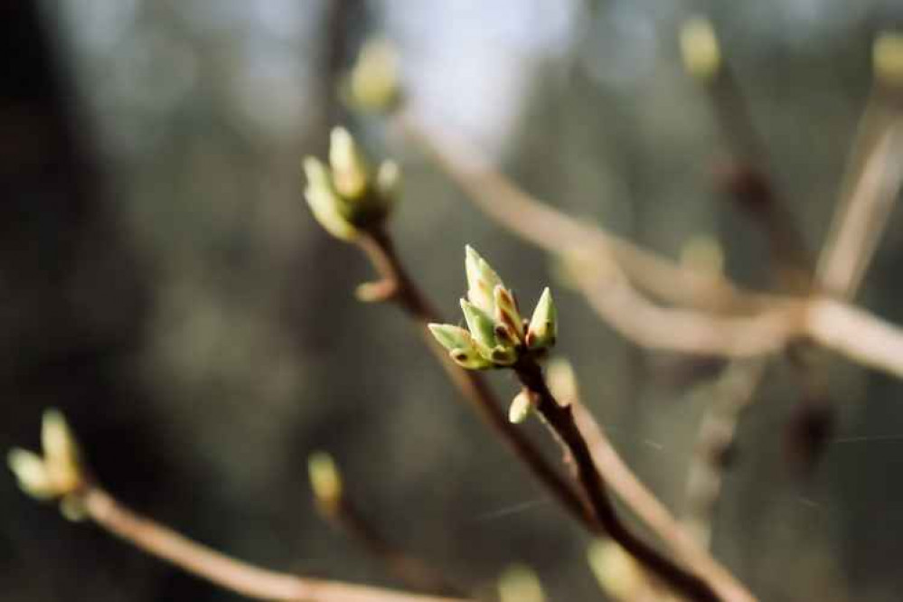 Hob Hey Wood Friends will plant 220 new trees this weekend.