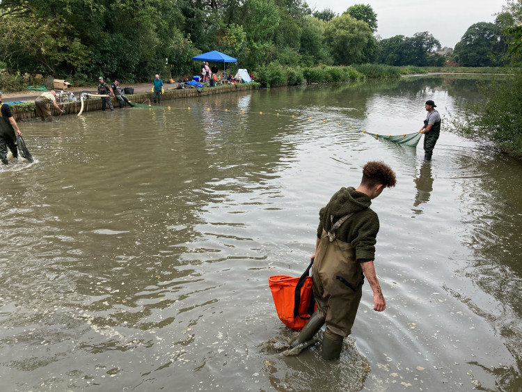 Some 650 fish have been removed from the lake in Abbey Fields over the past few days (image by Richard Smith)