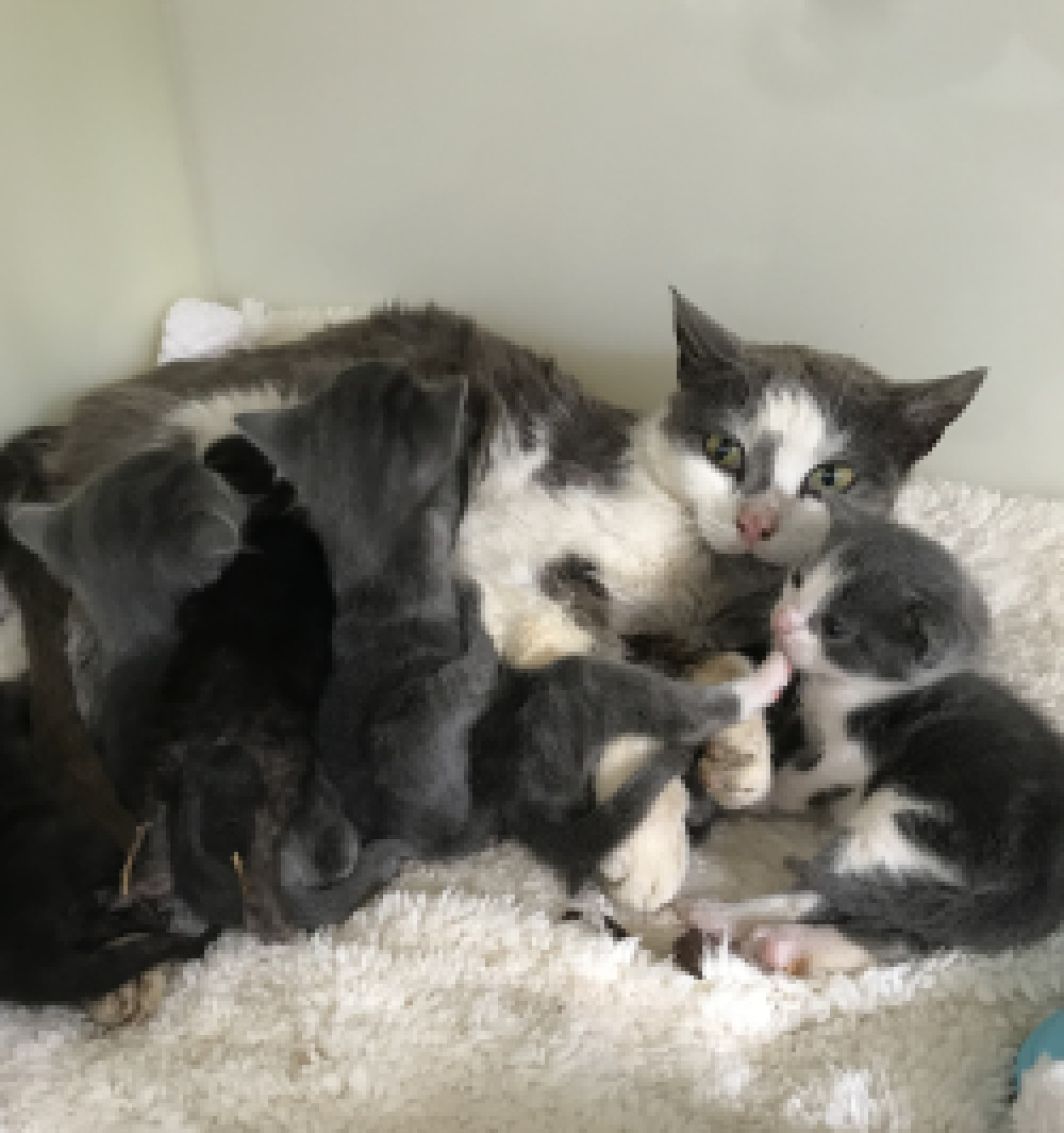 The mum and kittens rescued from Ashcott