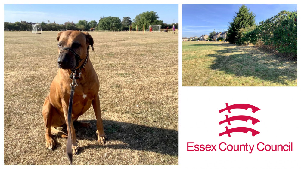 Primrose Meadow is popular with dogwalkers and is regularly used to play football and rugby on. (Images: Janet Mayes and Essex County Council)