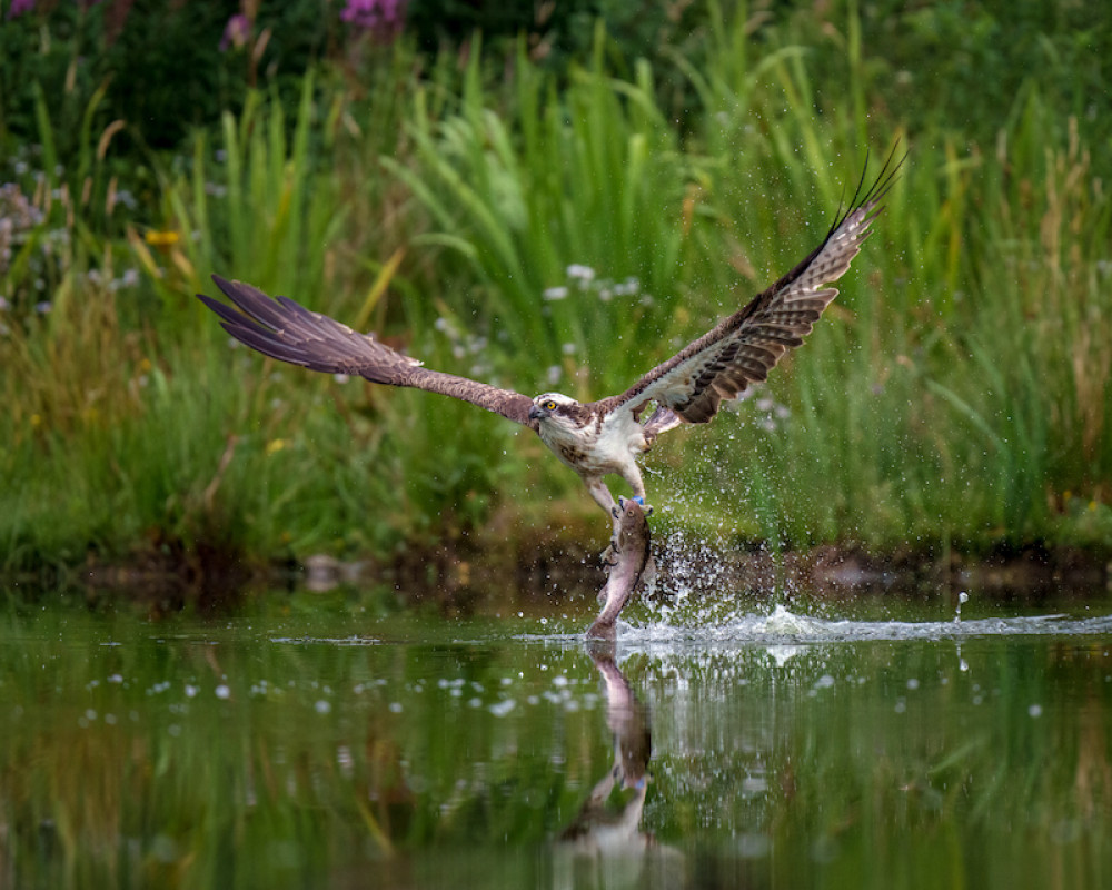 Osprey watched trout (Picture credit: Dean Murray/SWNS) 