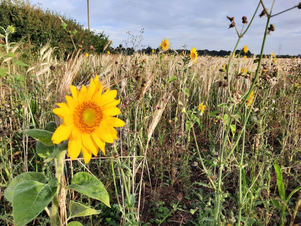 Sunflowers have popped up in the fields around Egleton.