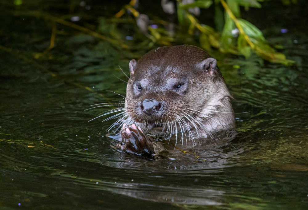 Otter praying before dinner (Picture credit: Tom Kelly/SWNS)