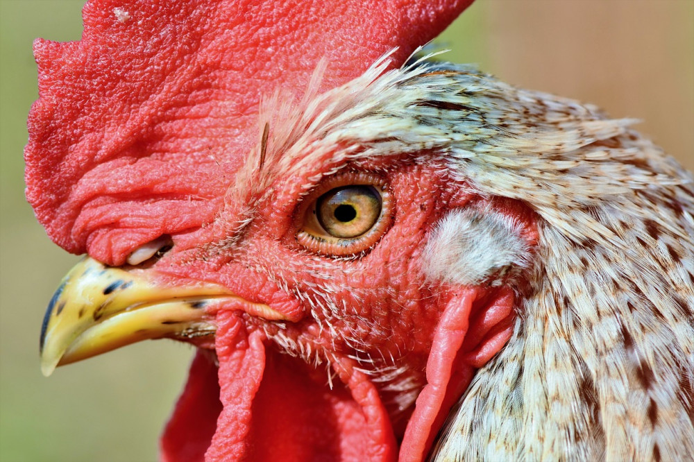 Bird flu has been confirmed near Constantine. Bird flu has been confirmed near Constantine.