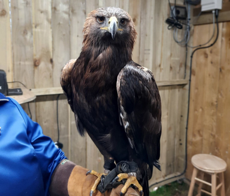 Try Falconry at Wymondham Windmill and more this weekend.