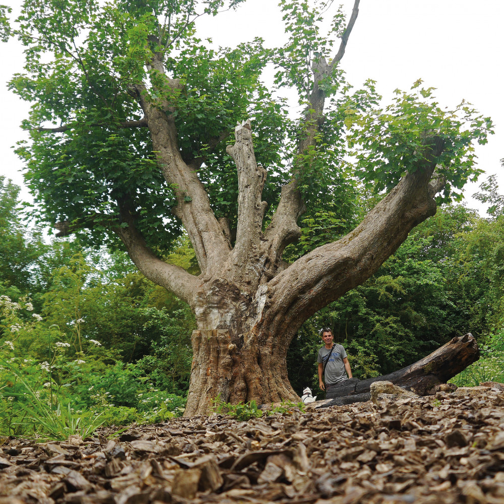 Heritage Tree Walk with Julian Hight