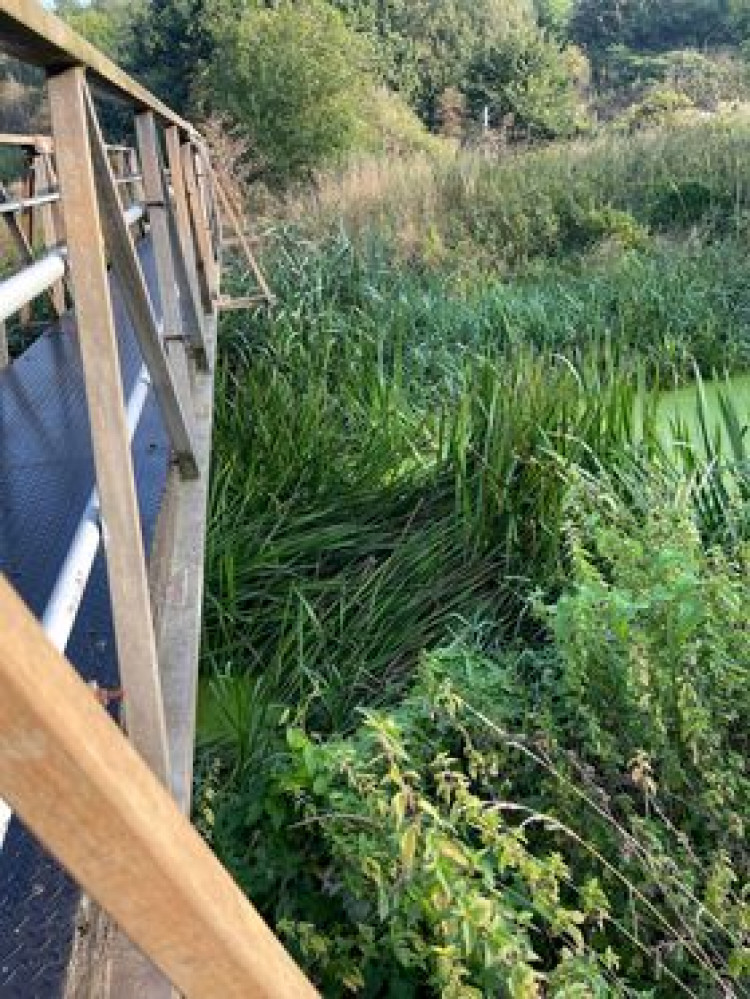 Reeds have filled the space under a bridge over the Mardyke near Davey Down 