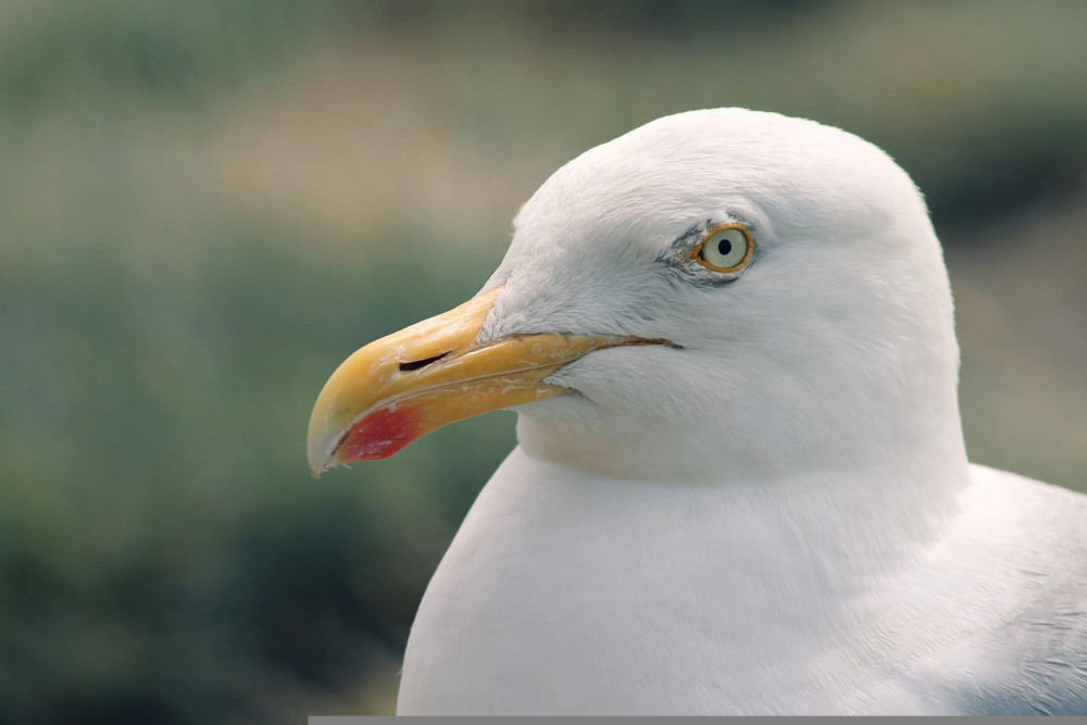 Stock image of seagull (Pixabay)