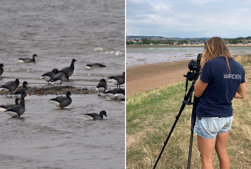 L: Anticipated brent geese start to arrive on the Exe Estuary. R: Wildlife Warden Imogen uses a telescope to spot birds on the Exe Estuary (EDDC)