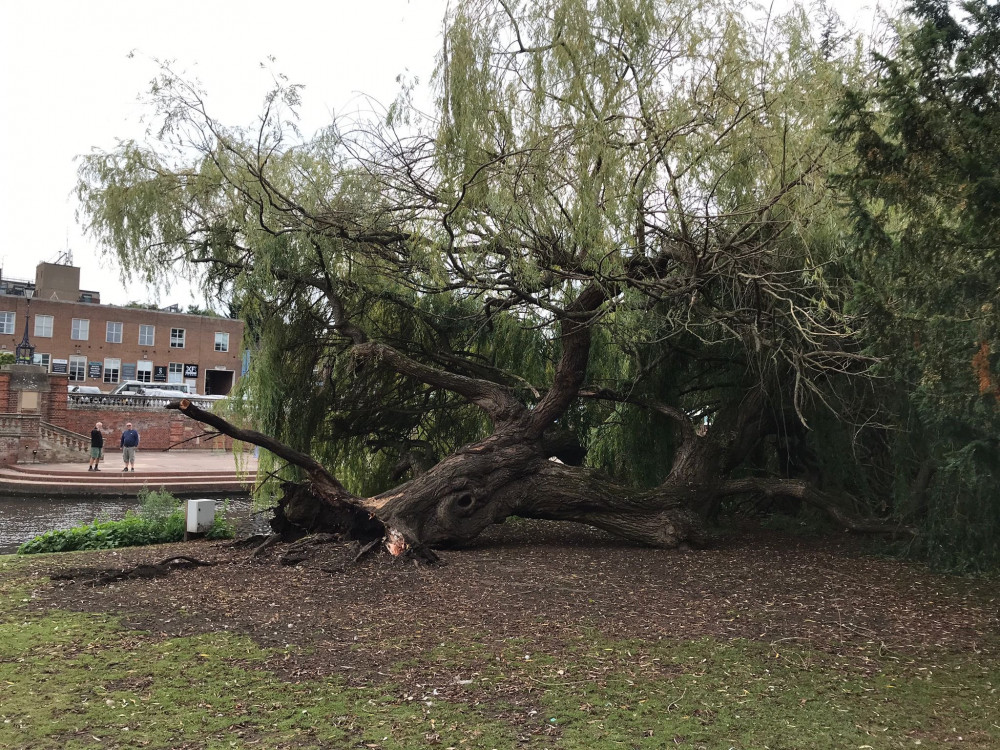 A large Weeping Willow tree has fallen near St Mary's Church in Hitchin Town centre. CREDIT: Hitchin Town Rangers 