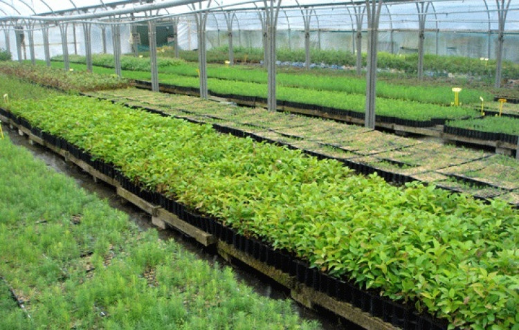 Warwickshire County Council will build its tree nursery in Snitterfield having investigated five different sites (image via Warwickshire County Council)