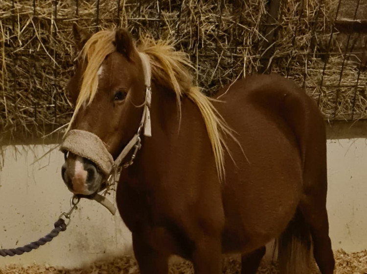 Rescued pony 'Lilibet'