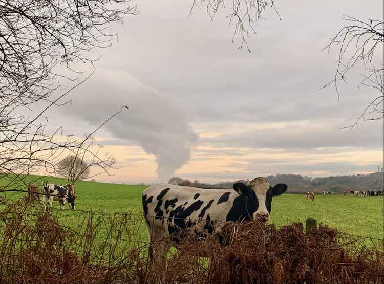 An unfortunately positioned cow around Snidley Moor!