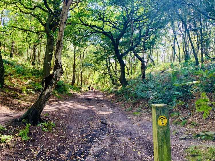 Coming up to Woodhouse Hill Wood