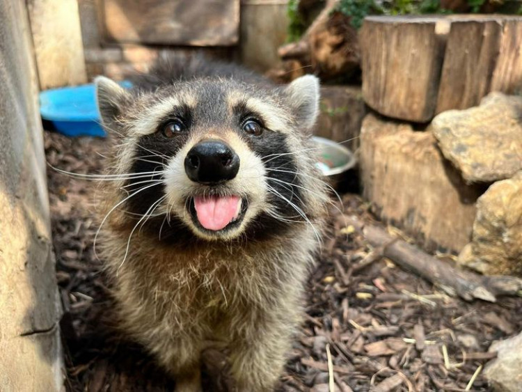 The zoo have a range of residents that you can still visit at the weekend (image courtesy of Rutland Sanctuary Zoo)