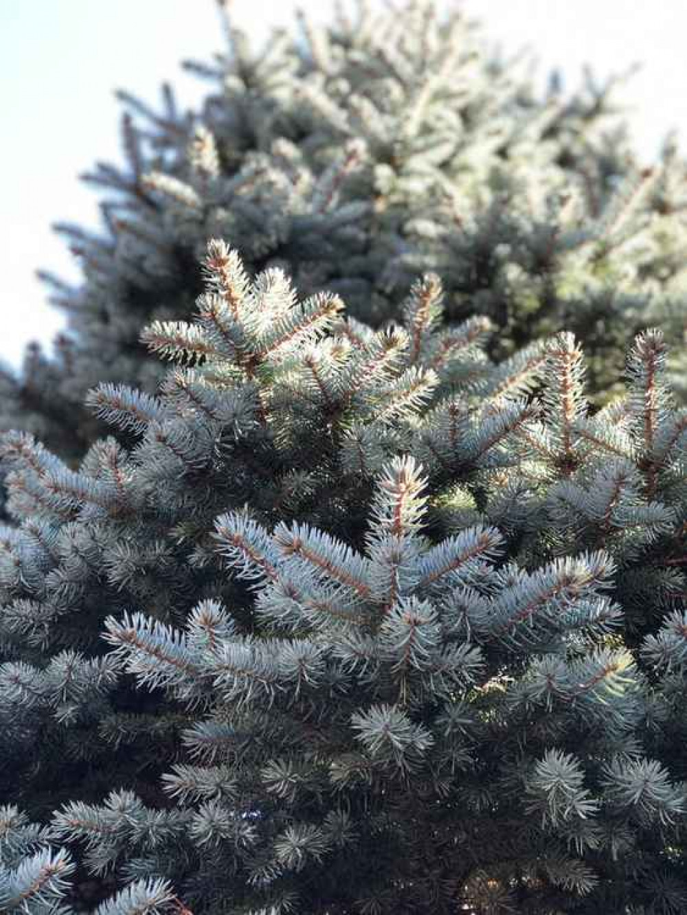 Frodsham Christmas trees can be taken to Castle Park