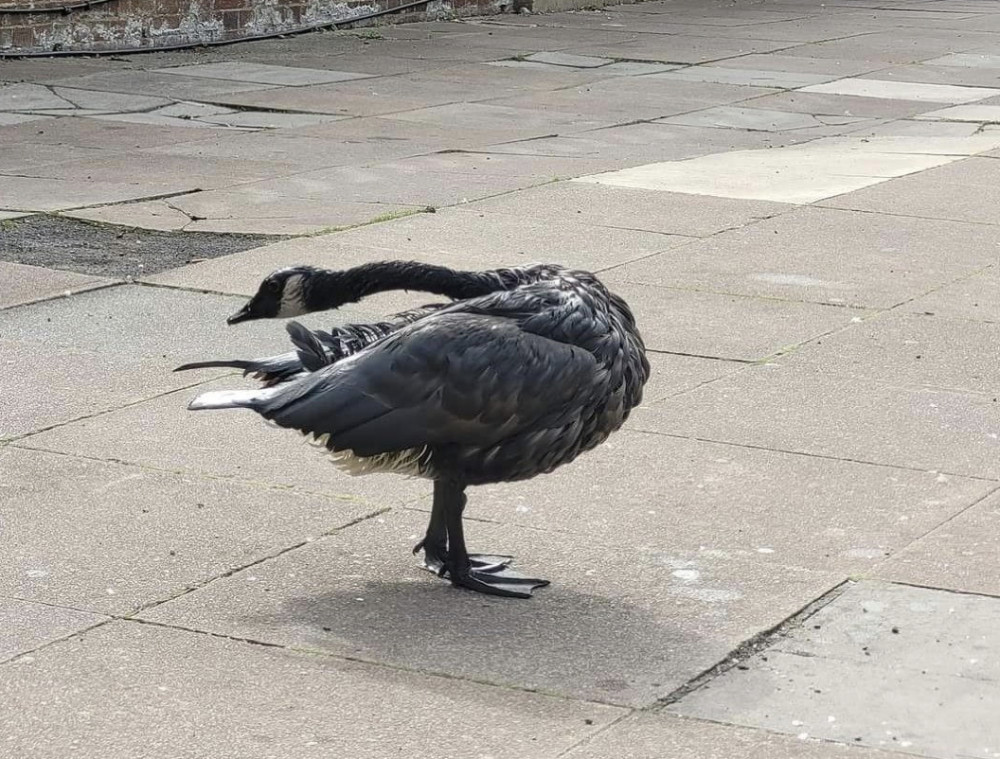 A stricken bird struggles to rid itself of the killer oil. CREDIT: Sophie Bichener Twitter