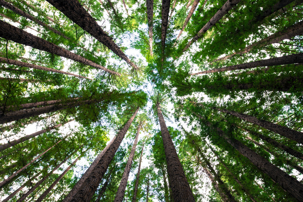 Claim your free tree from Herts County Council. CREDIT: Unsplash 