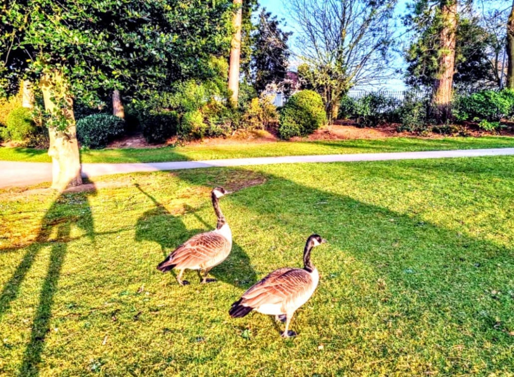 On Thursday (September 22), The Friends of Queens Park volunteers group confirmed Avian Flu had been detected in its grounds - with mostly geese affected (Ryan Parker).