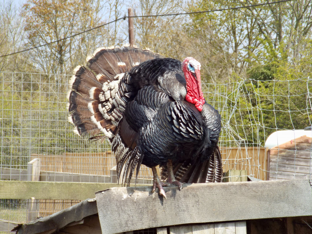 Turkeys hit by bird flu (©NubNews)